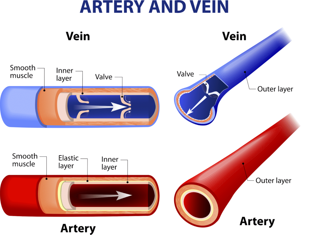 Vein vs. Artery 1024x775