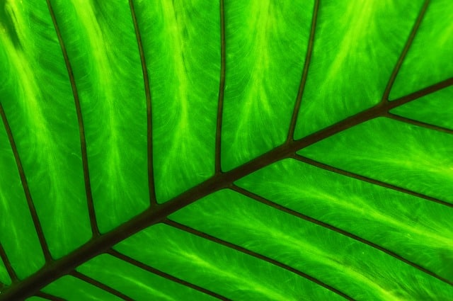 green 2110123 640