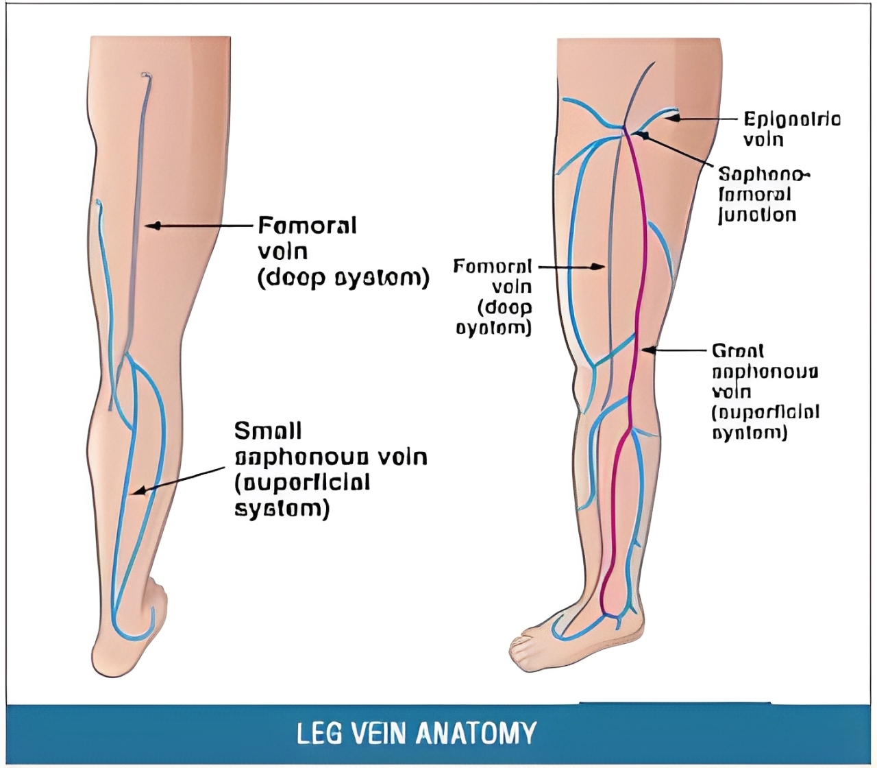 anatomy2 (1)